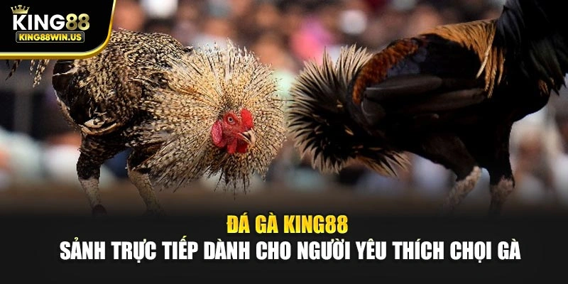 Đá gà King88 – Sảnh trực tiếp dành cho người yêu thích chọi gà