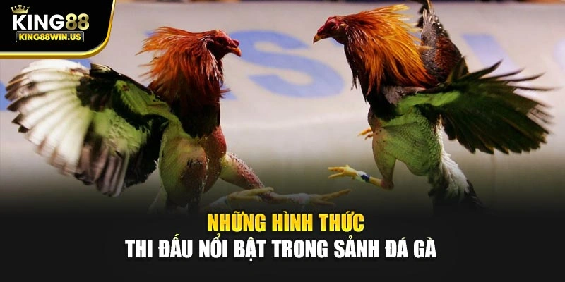 Những hình thức thi đấu nổi bật trong sảnh đá gà